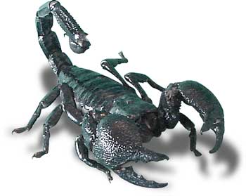Emperor Scorpions Habitat
