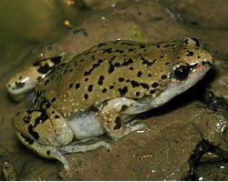 Great Plains Narrowmouth Toad