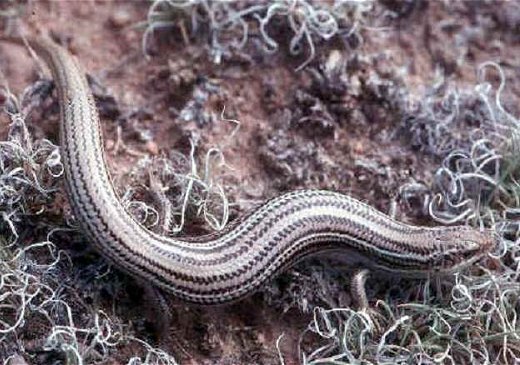 any Lined Skink