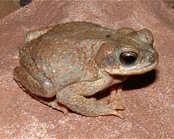 Red Spotted Toad