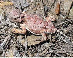Roundtail Horned Lizard