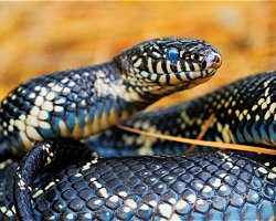 Common King Snake