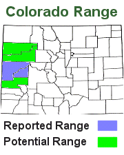 southwestern blackhead snake range