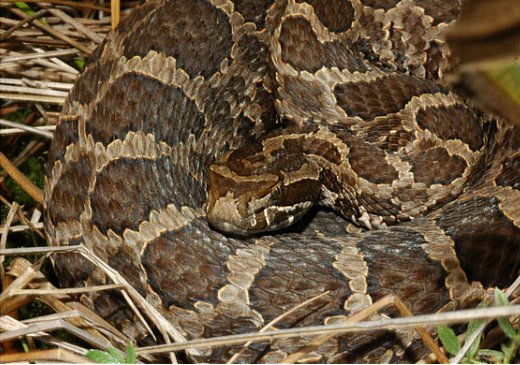 Colorado's Reptiles & Amphibians - Massasauga